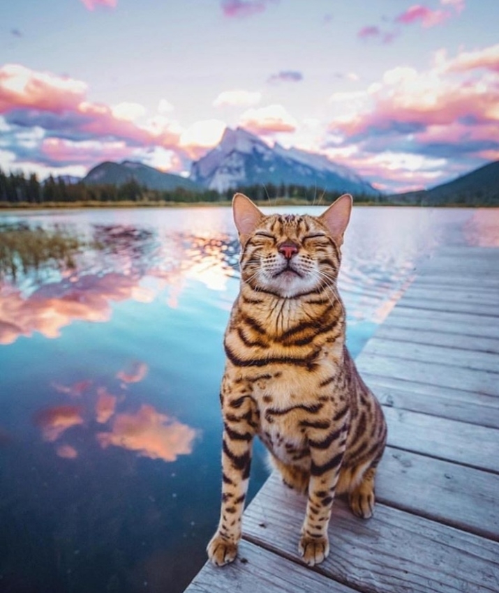 cat