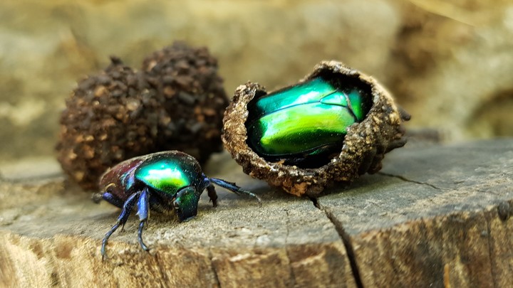 Metallic structurally coloured green beetle
