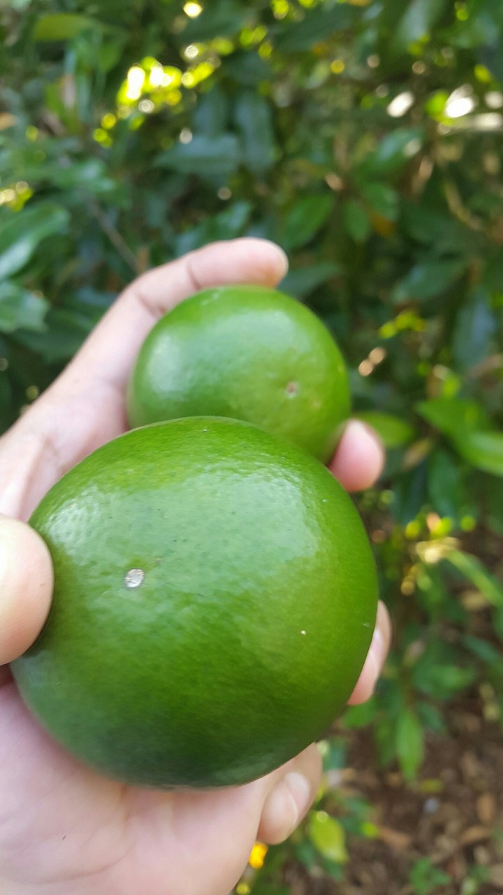 Fruit