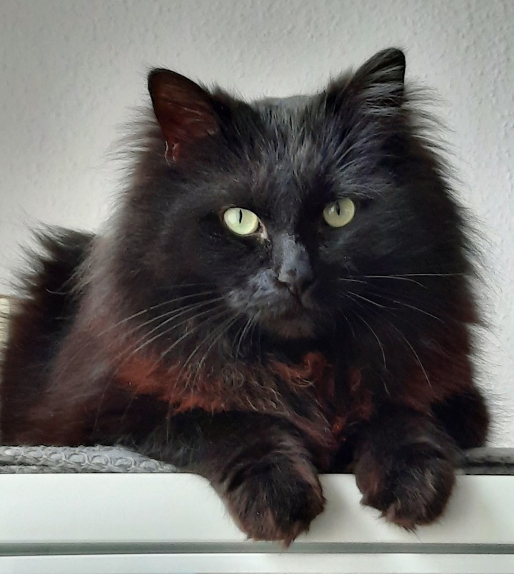 cat