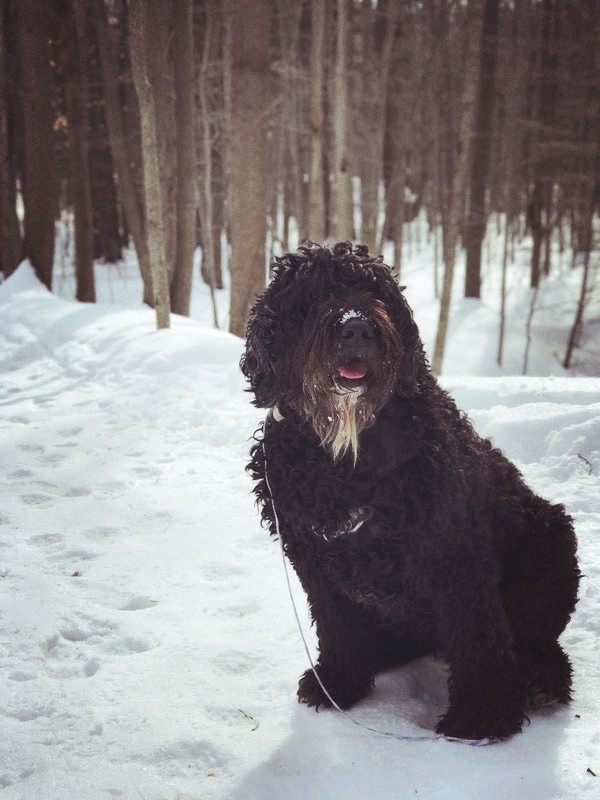 Mollie