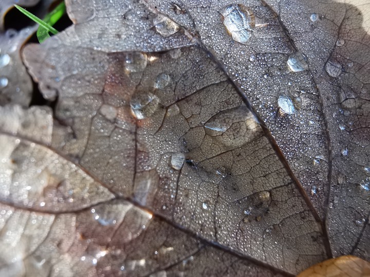 autumn leaves