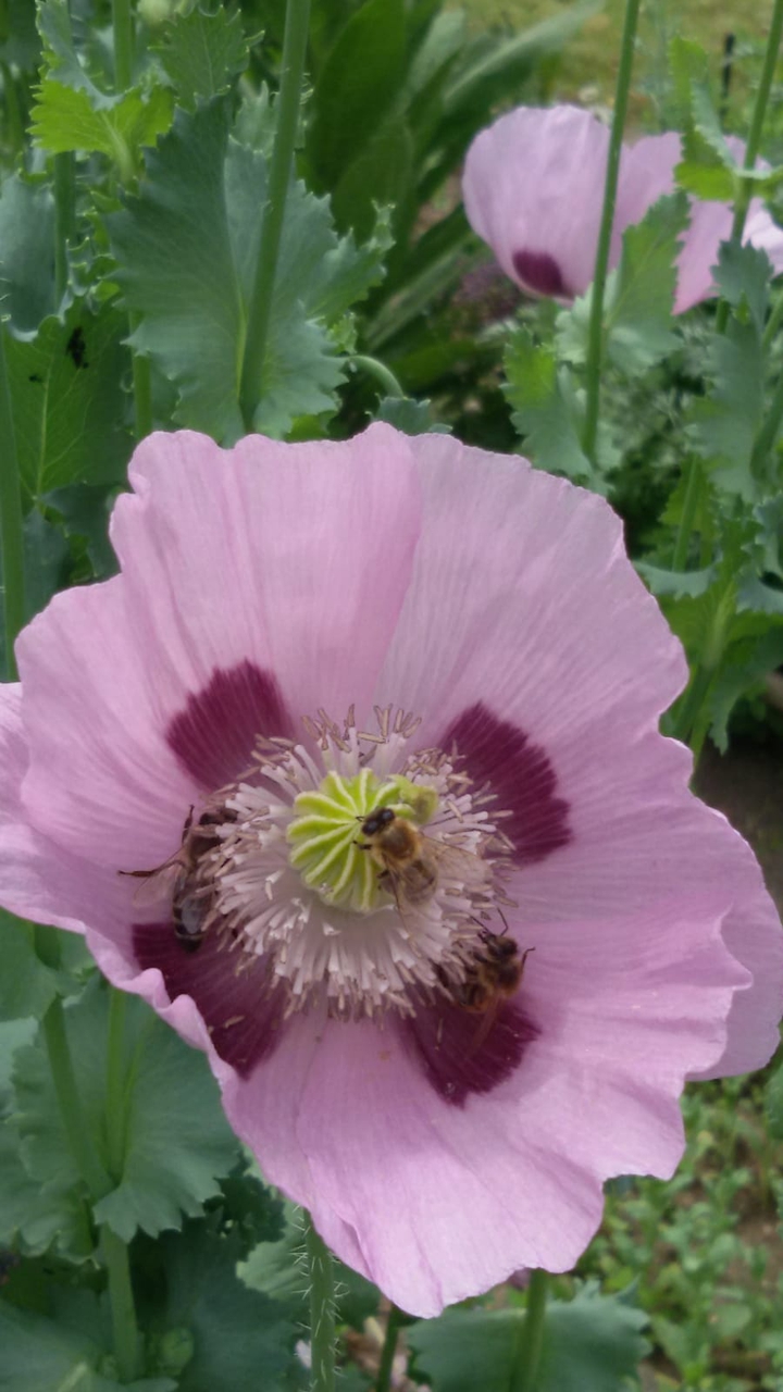 Bienen
