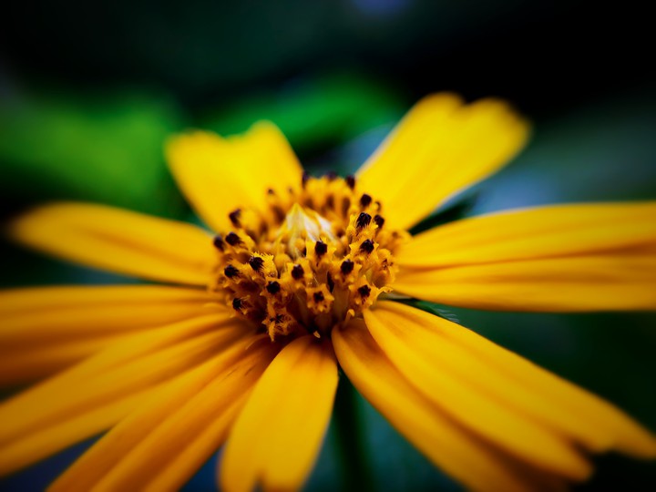 flower in shade