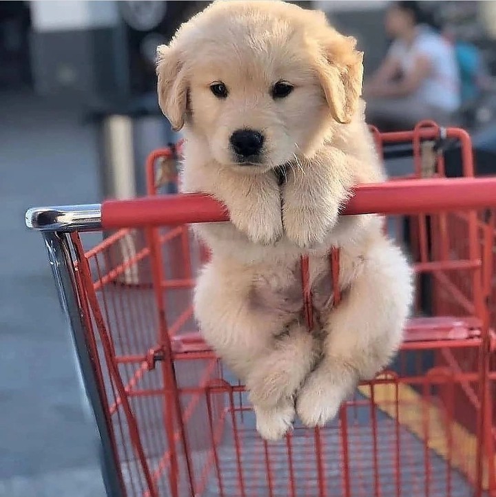Cute