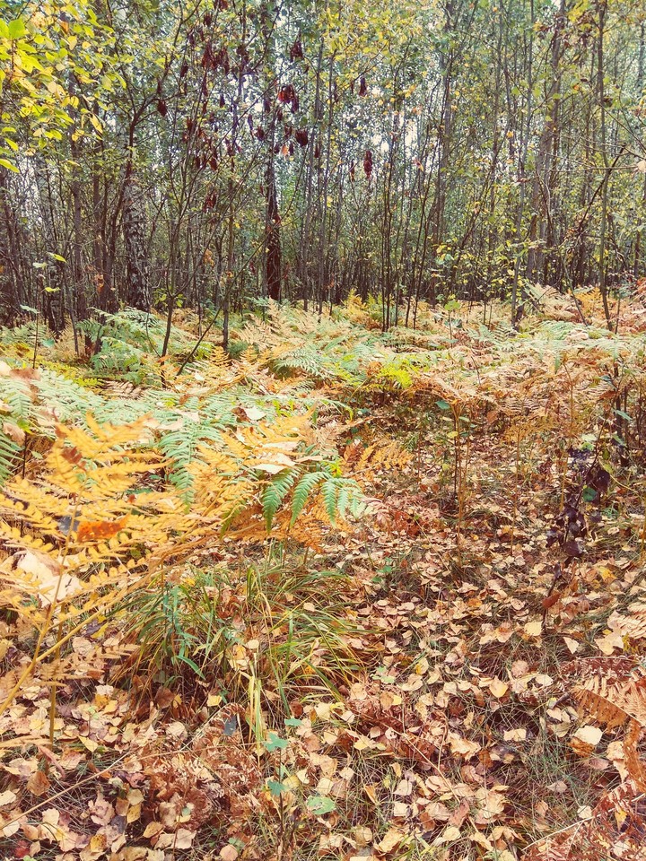 Autumn