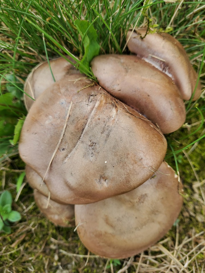 Shrooms