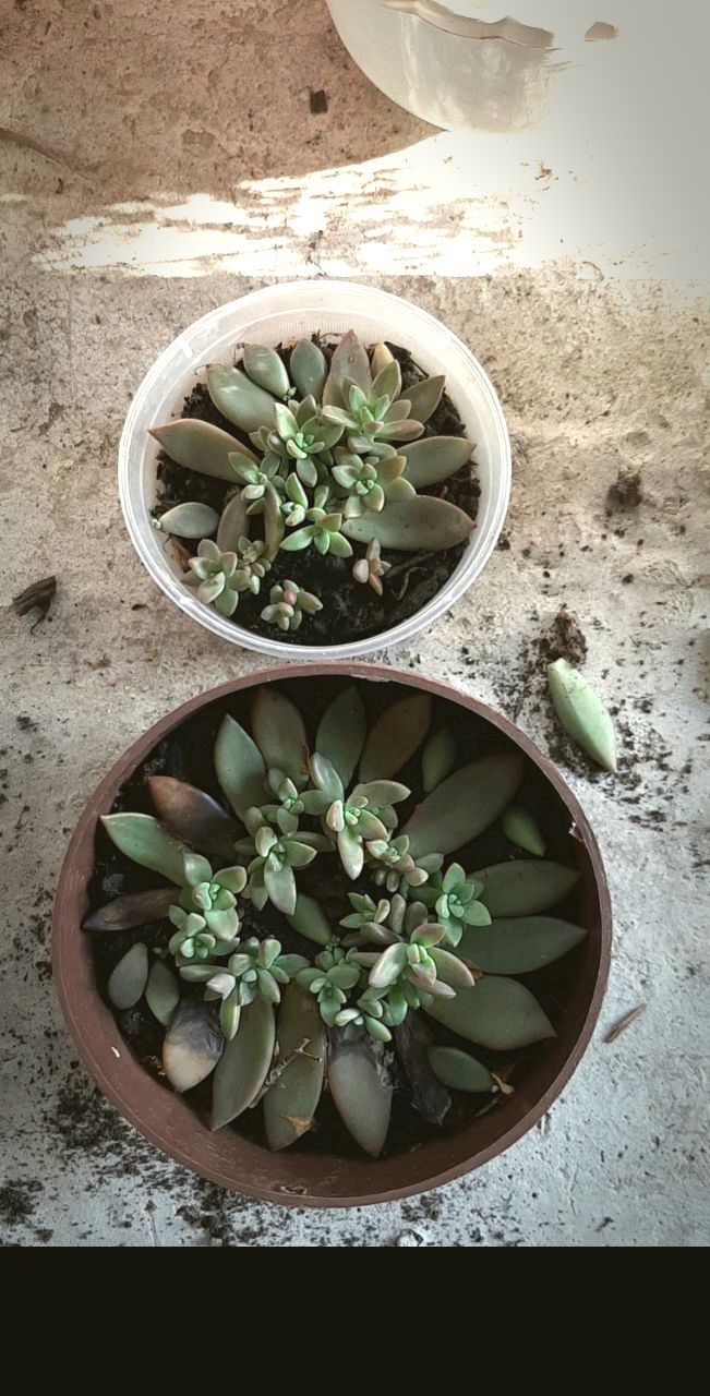Succulent