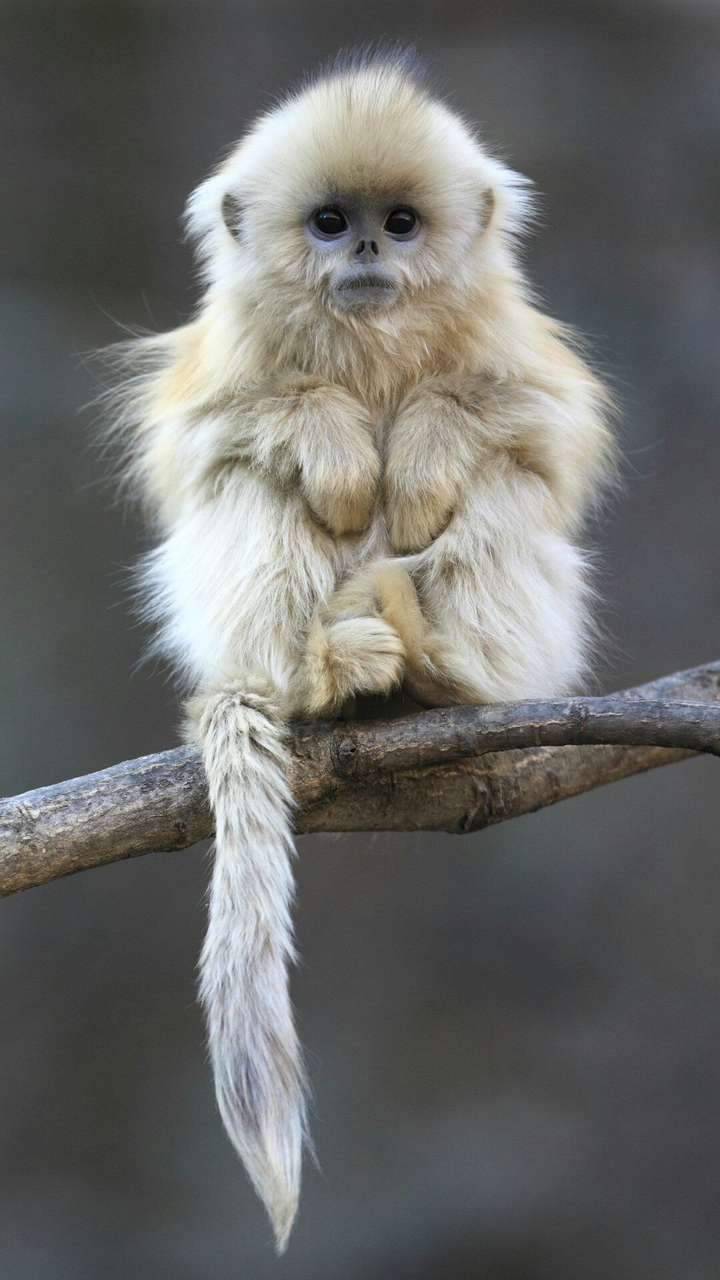 Little monkey