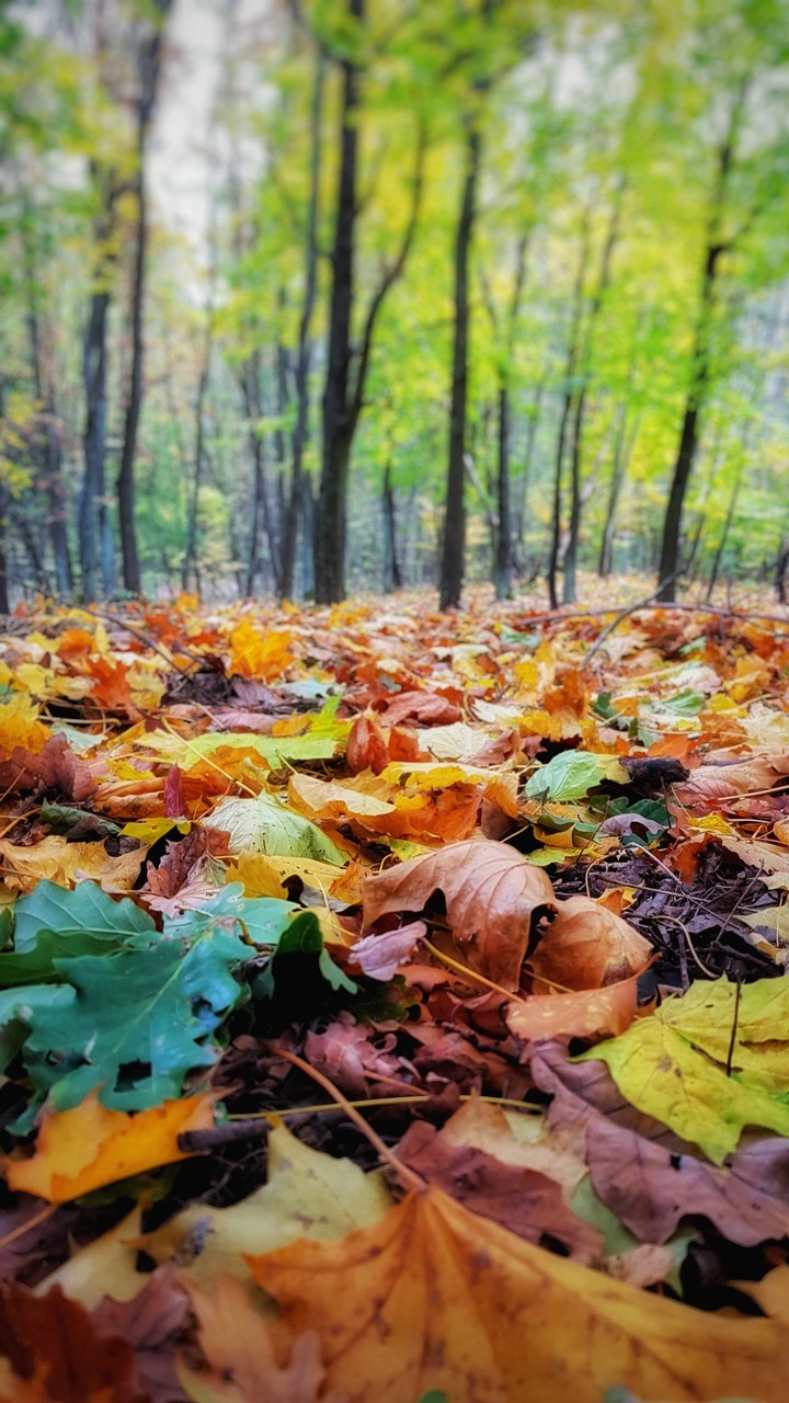 Autumn forest