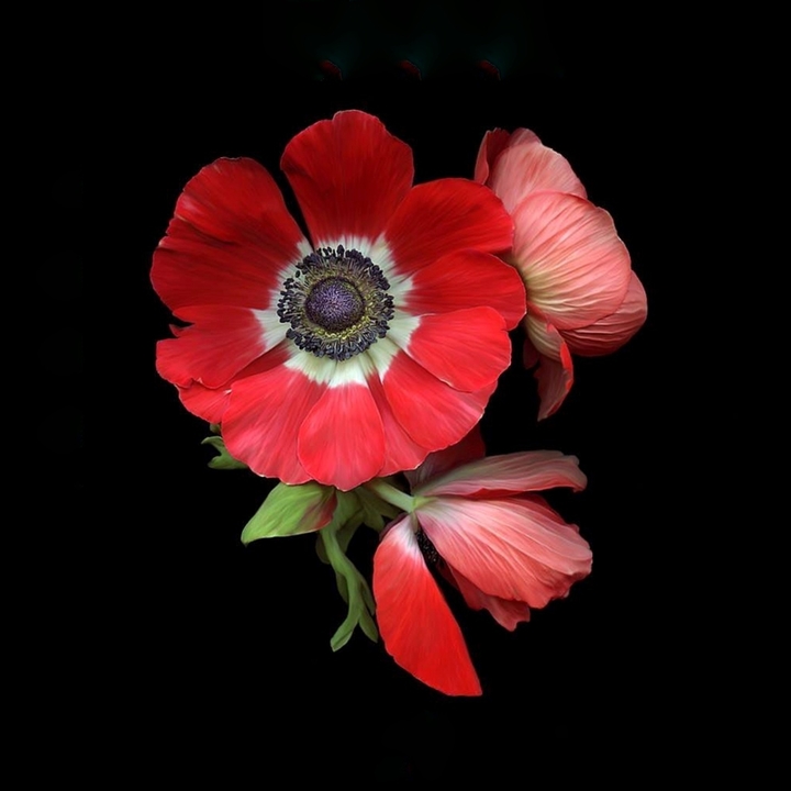 Anemone
