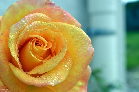 Rosa By @Louis Menant Photographie...