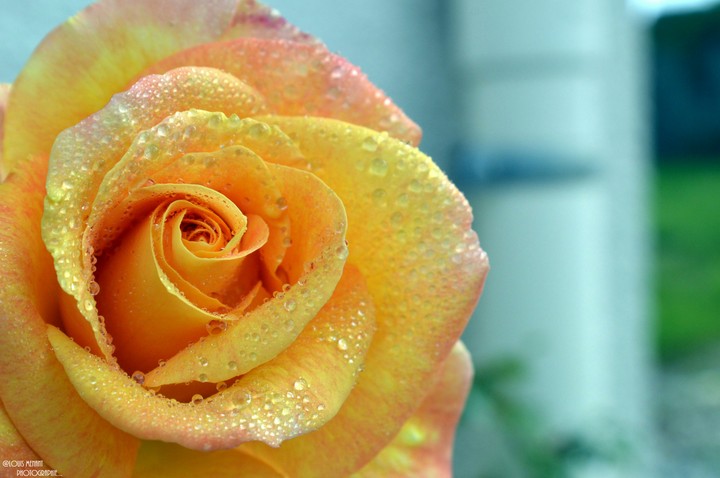 Rosa By @Louis Menant Photographie...