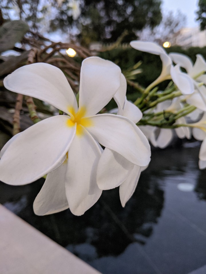 white Flw1