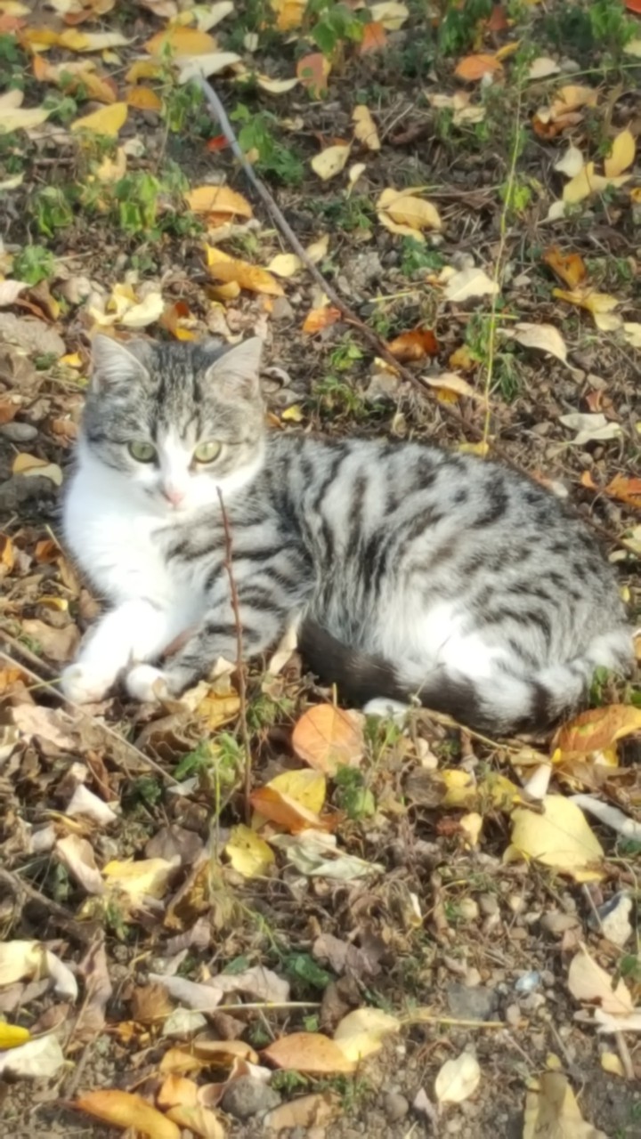 cat