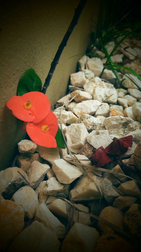 sad flower