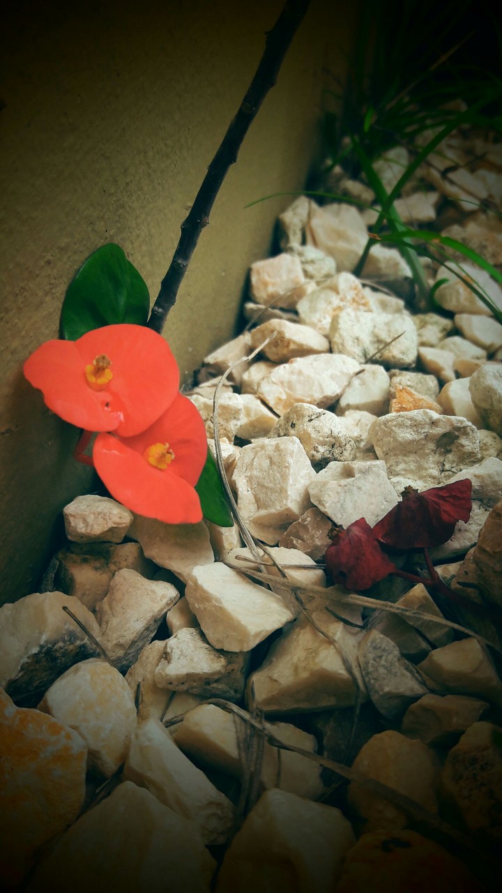 sad flower