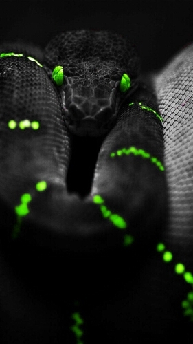 Snake