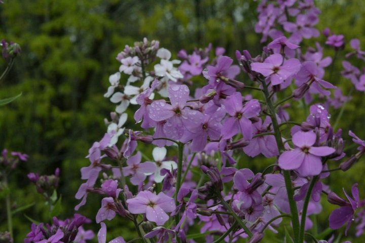 Violet Flower