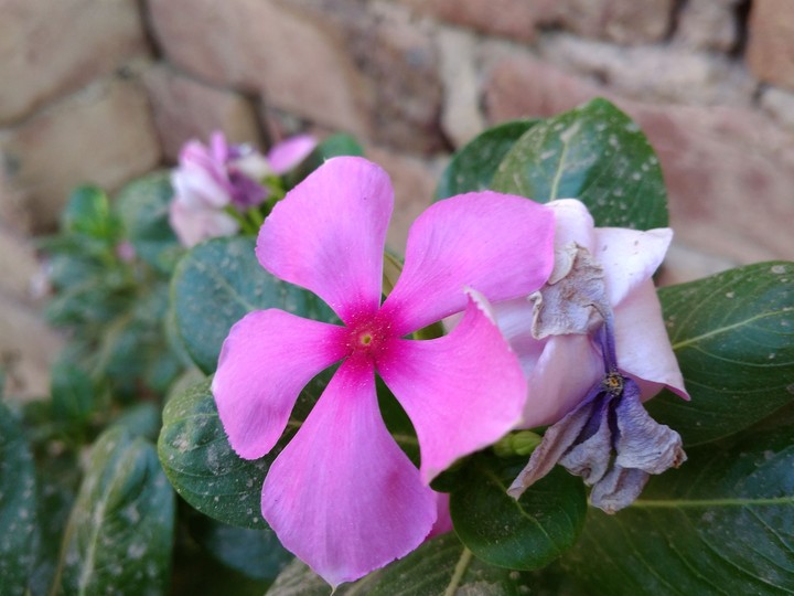 sadhbhar plant