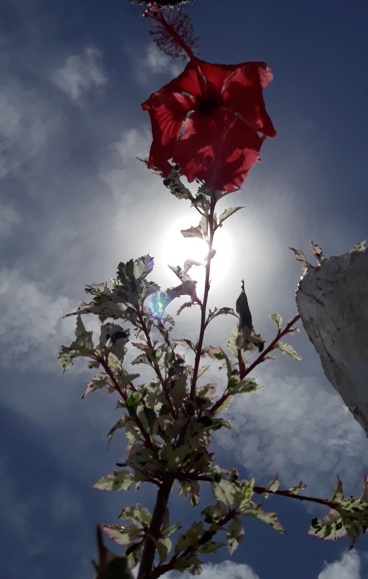 sol y flor