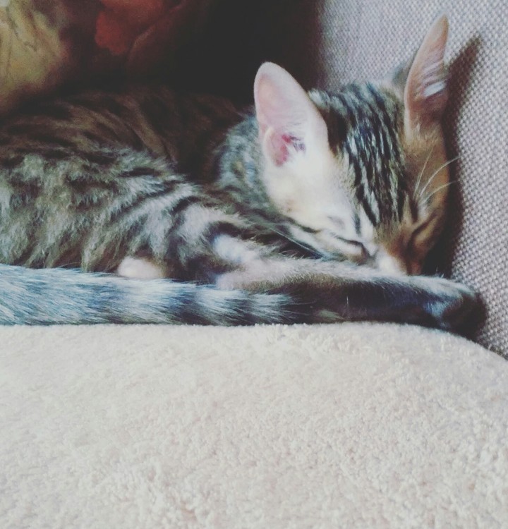 mat-cat