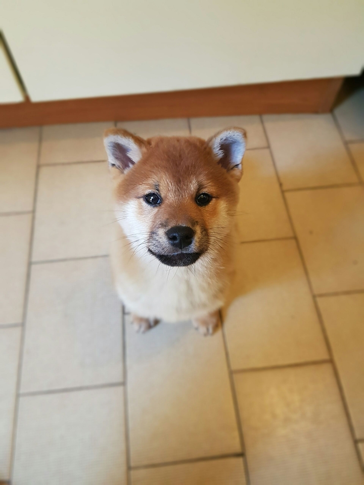 Shiba inu