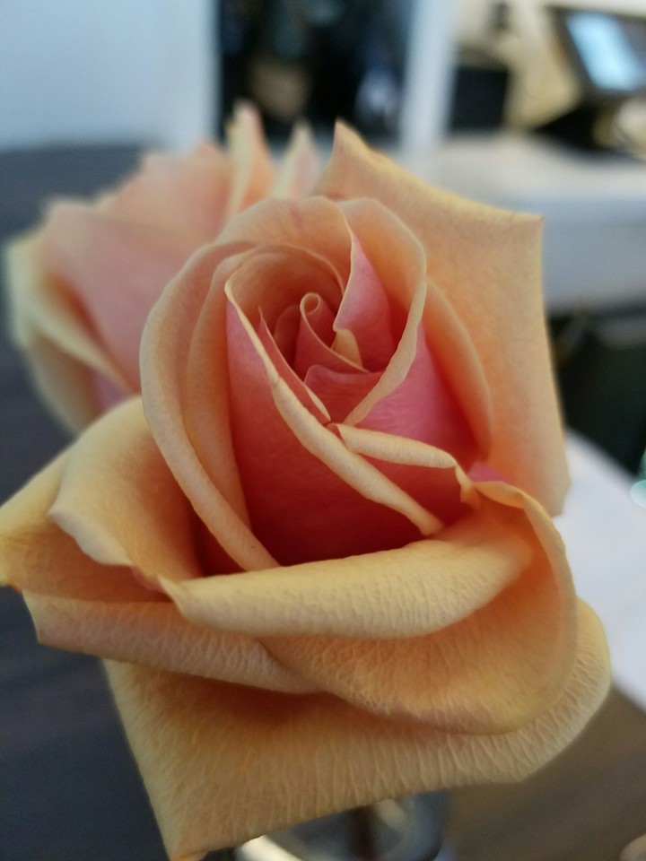 rose base