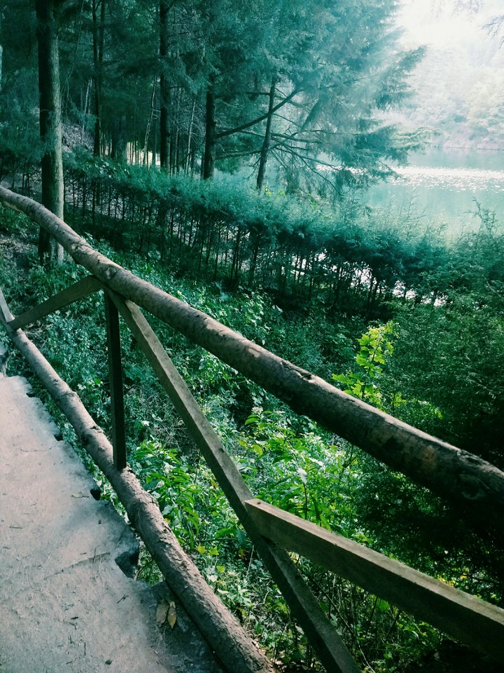 forest way