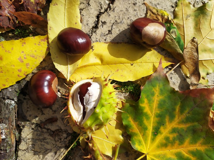 autumn