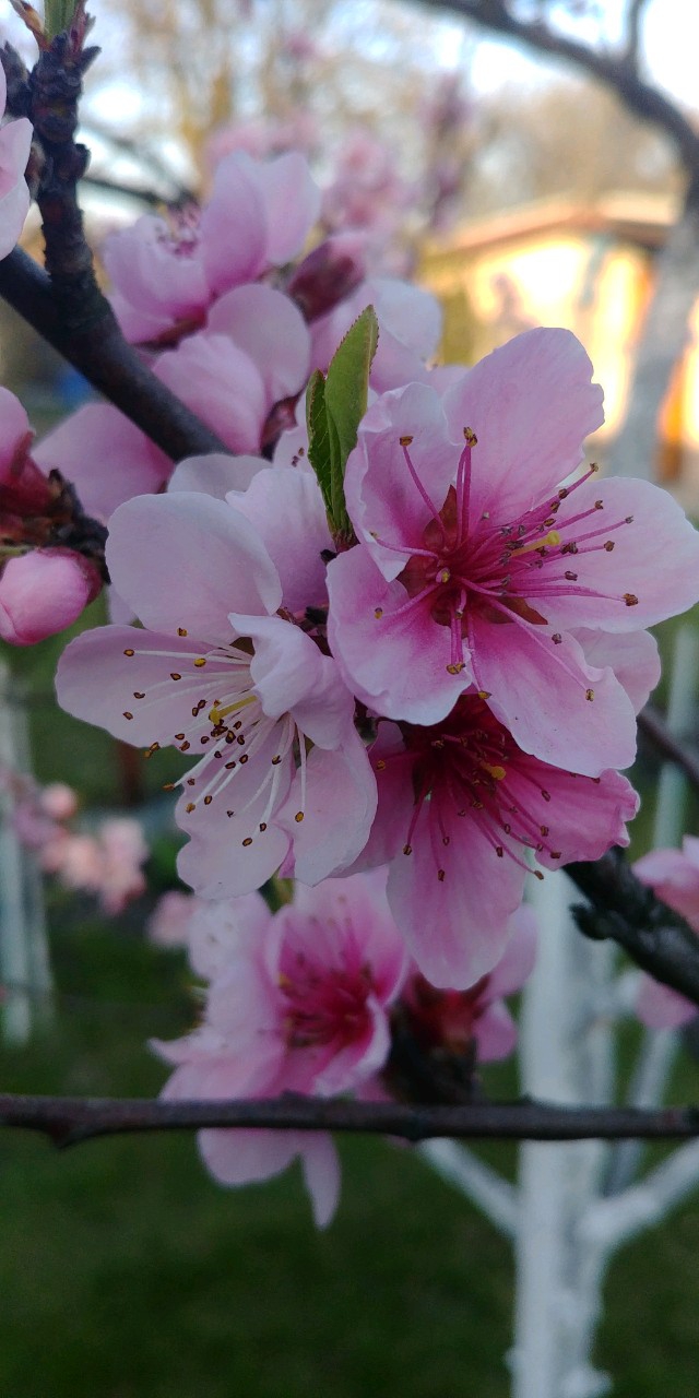 The Pink Flower...