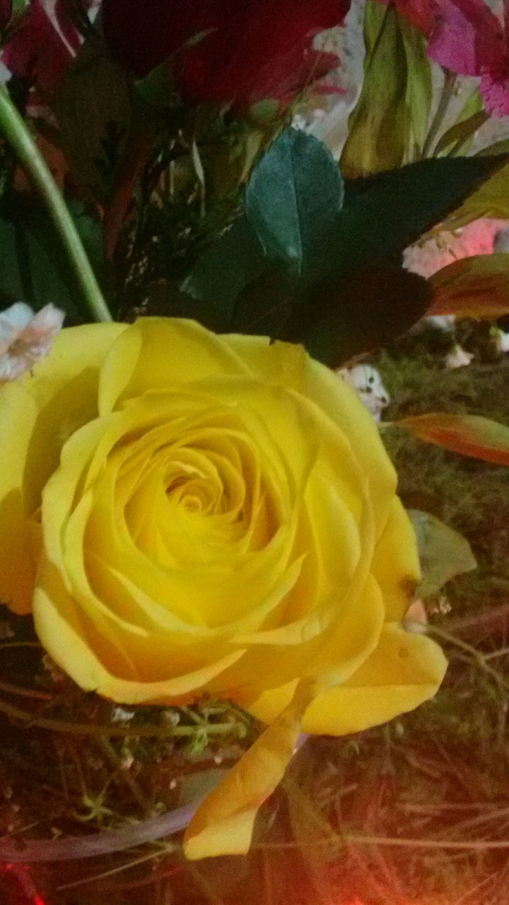 Amarilla