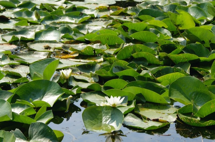 кувшинки