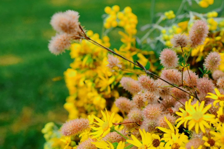 flowers