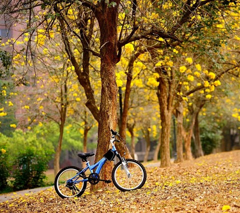 cycle