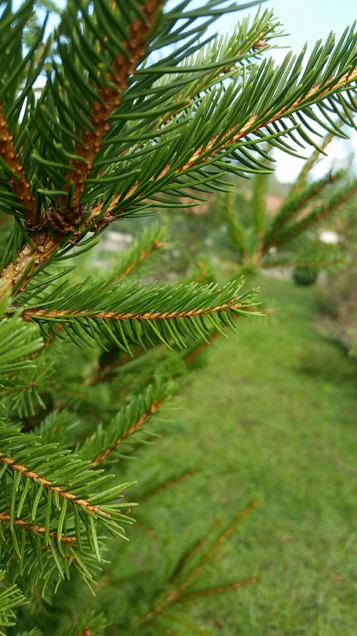Sapin