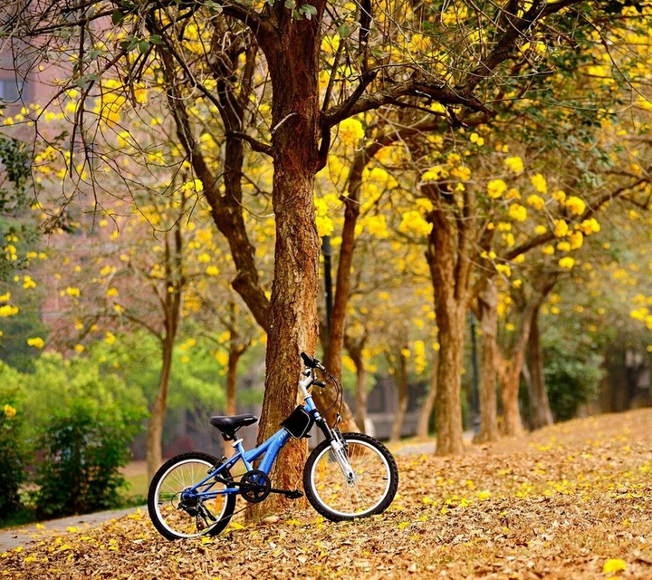 cycle