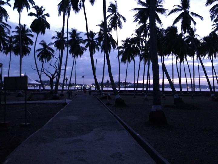 trees night. view