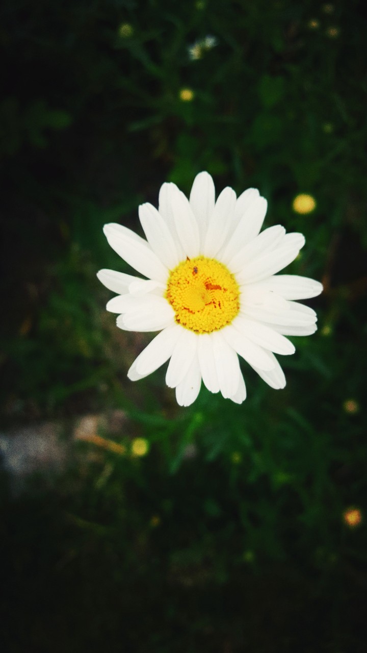 flover