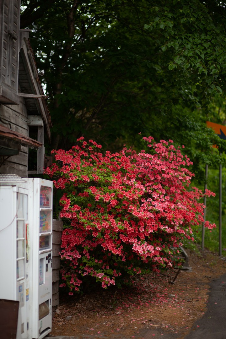 spring to
