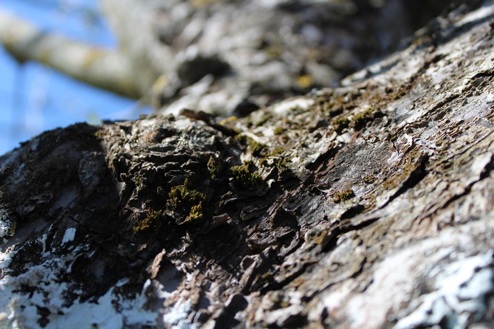 bark