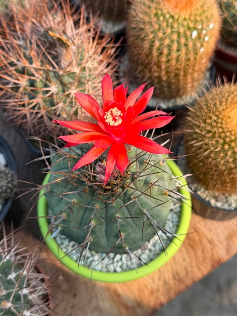 tapety Cactus, flowerpot