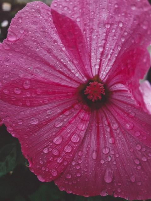 rain