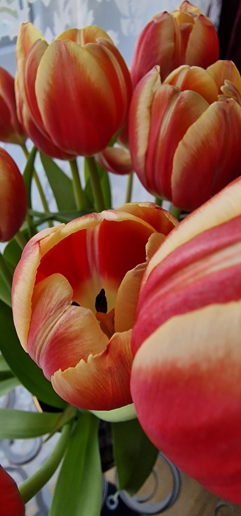 petal, 橘黃色桌布