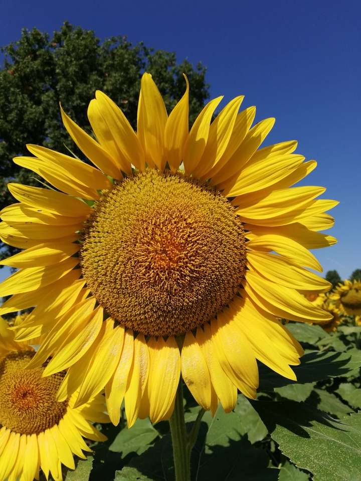 sunflower