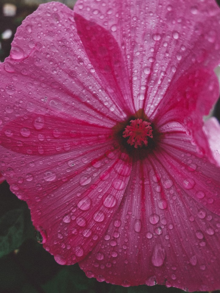 rain