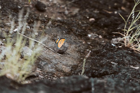 Butterfly | By: Sandeep Mistry (follow on Instagram)