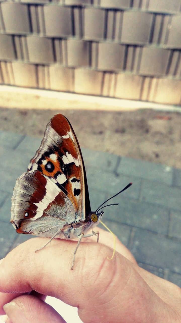 großer Schillerfalter / great schiller butterfly