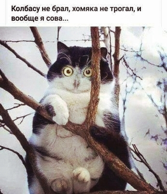 Я не кот. Я мяо сова!