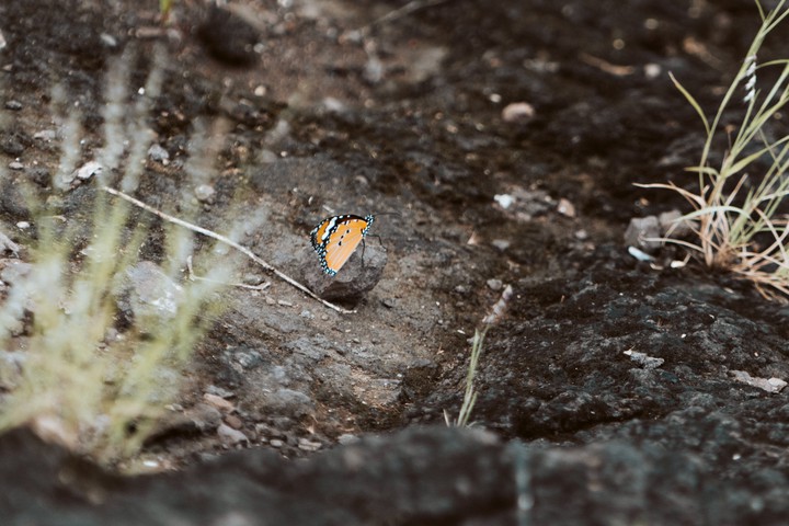 Butterfly | By: Sandeep Mistry (follow on Instagram)